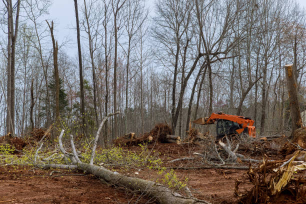 How Our Tree Care Process Works  in  Valley Stream, NY